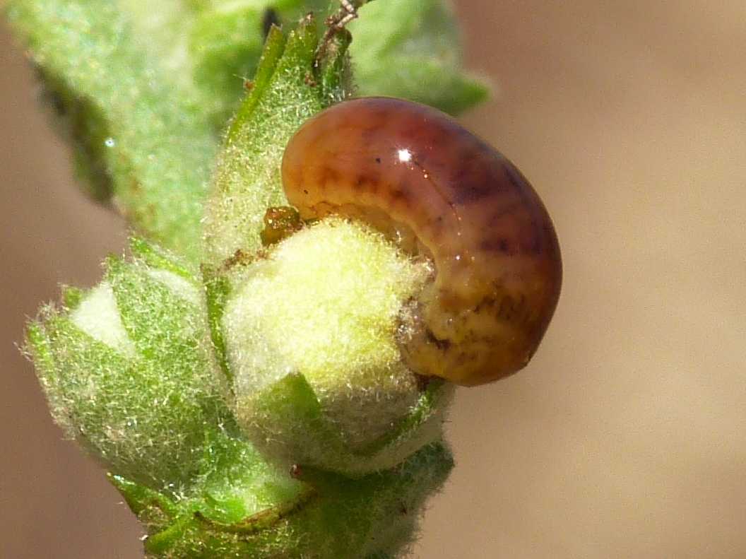 Larve e aulto di Cionus sp. (Curculionidae) su verbasco